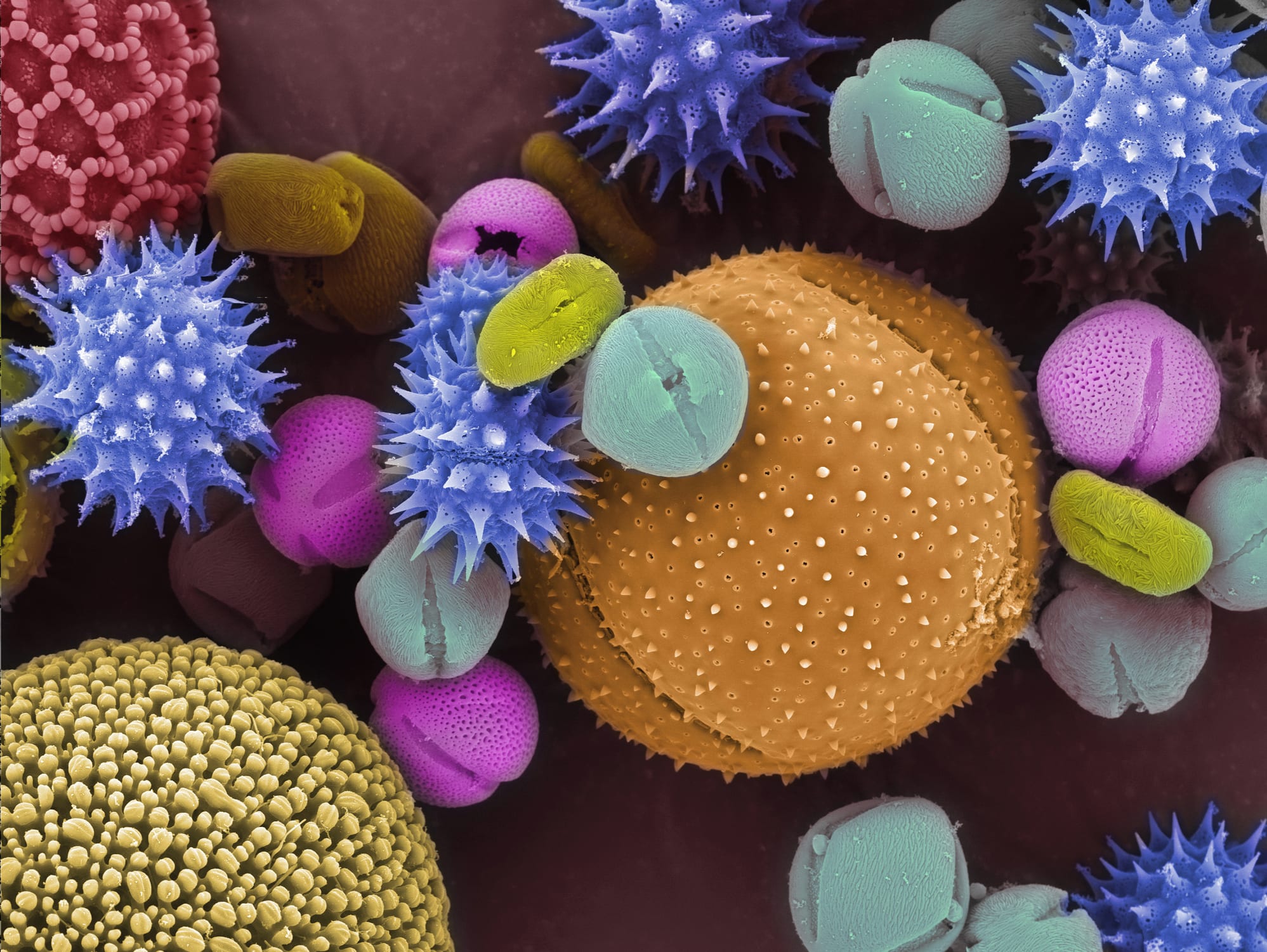 Гены пыльцы. Пыльца микрофотографии. Пыльца электронный микроскоп. Пыльца цветка под микроскопом. Пыльцевые зерна под микроскопом.