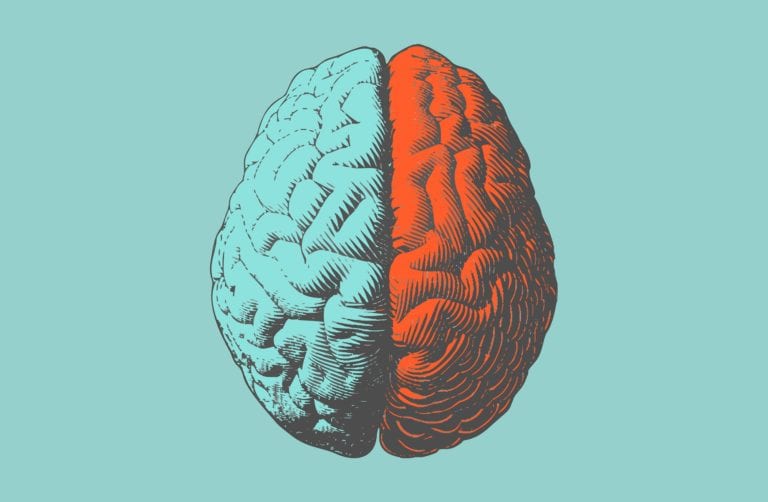 color illustration of brain hemispheres