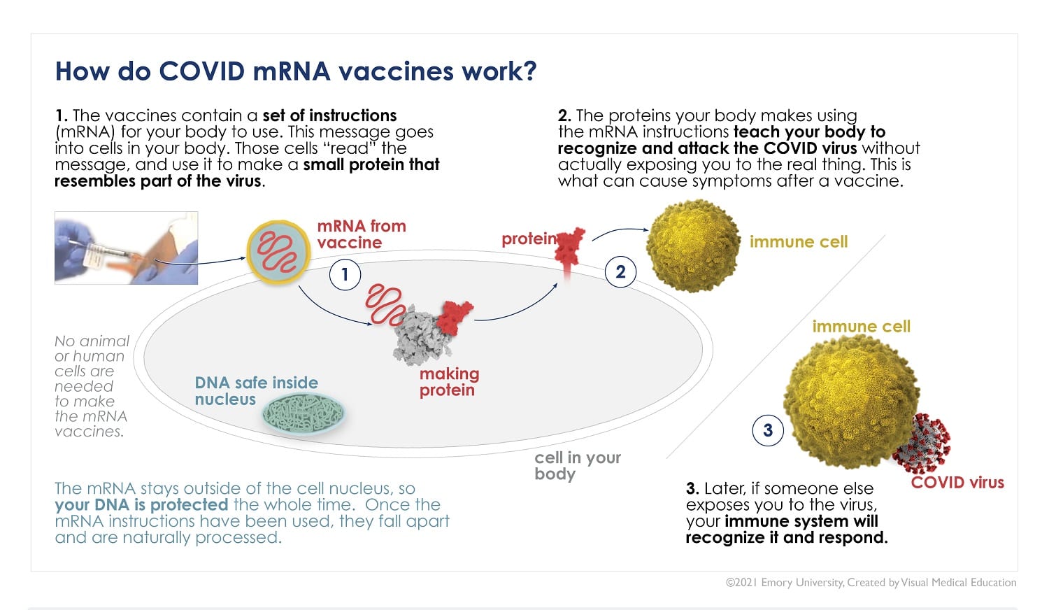 how mrna covid-19 vaccine works - emory university school of medicine illustration