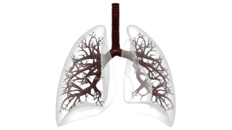 3D transparent image of lungs