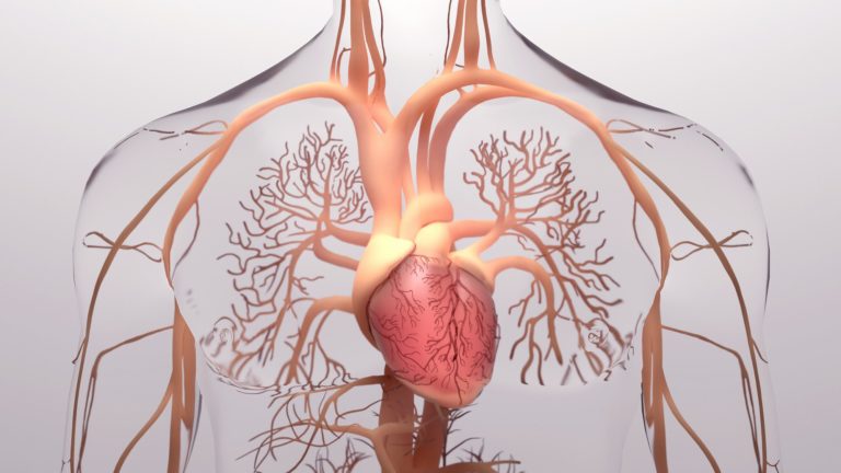 3d rendition of human heart and vascular system