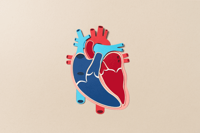 heart illustration showing valves and chambers