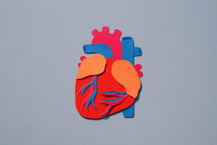 human heart cut out of different colored paper